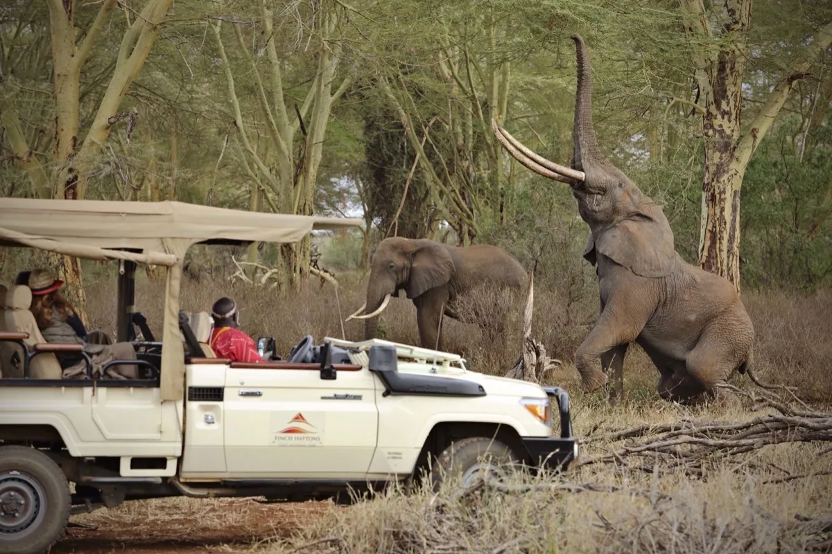 Big tusker elephants on a game drive from Finch Hattons, Tsavo West