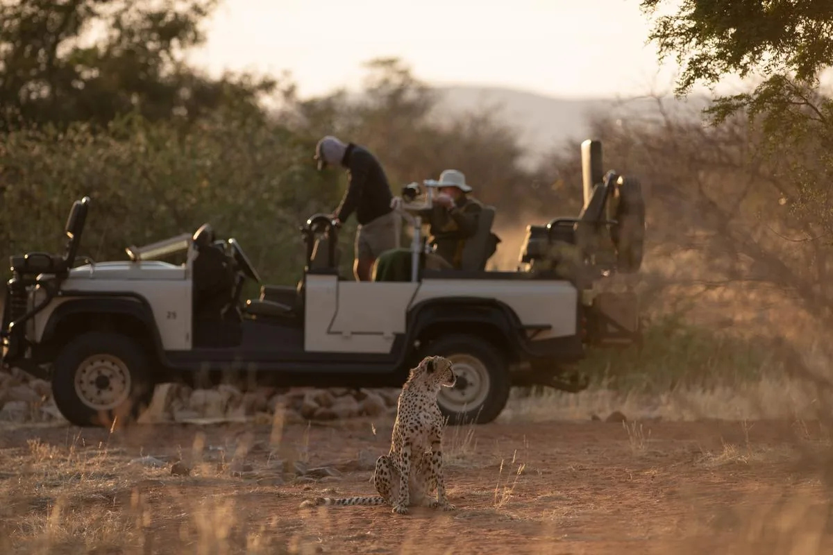 Cheetah in front of a private photographic vehicle, Tswalu Kalahari Reserve, Northern Cape