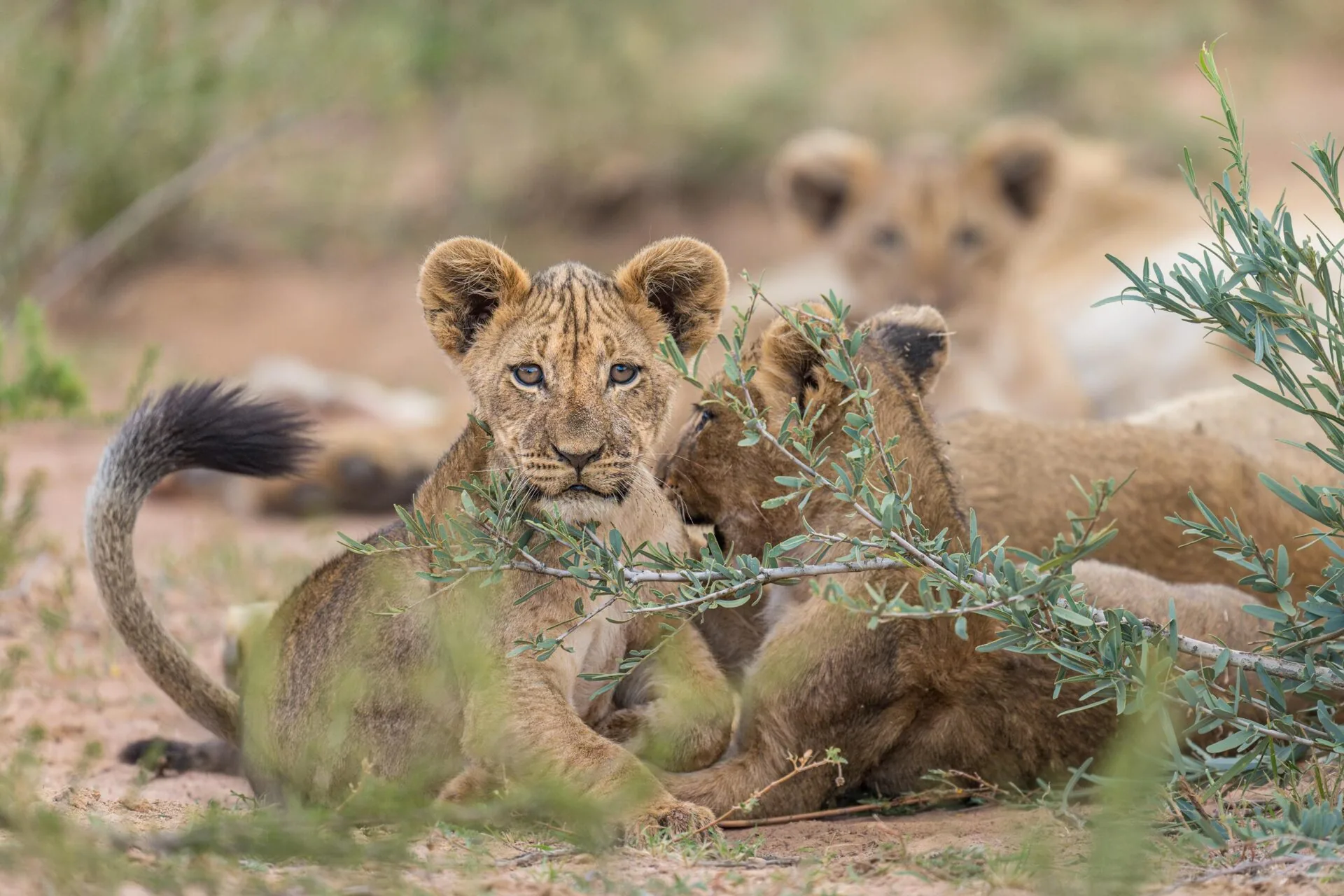 Kalahari lion cubs resting in the shade, Tswalu Kalahari Reserve, Northern Cape