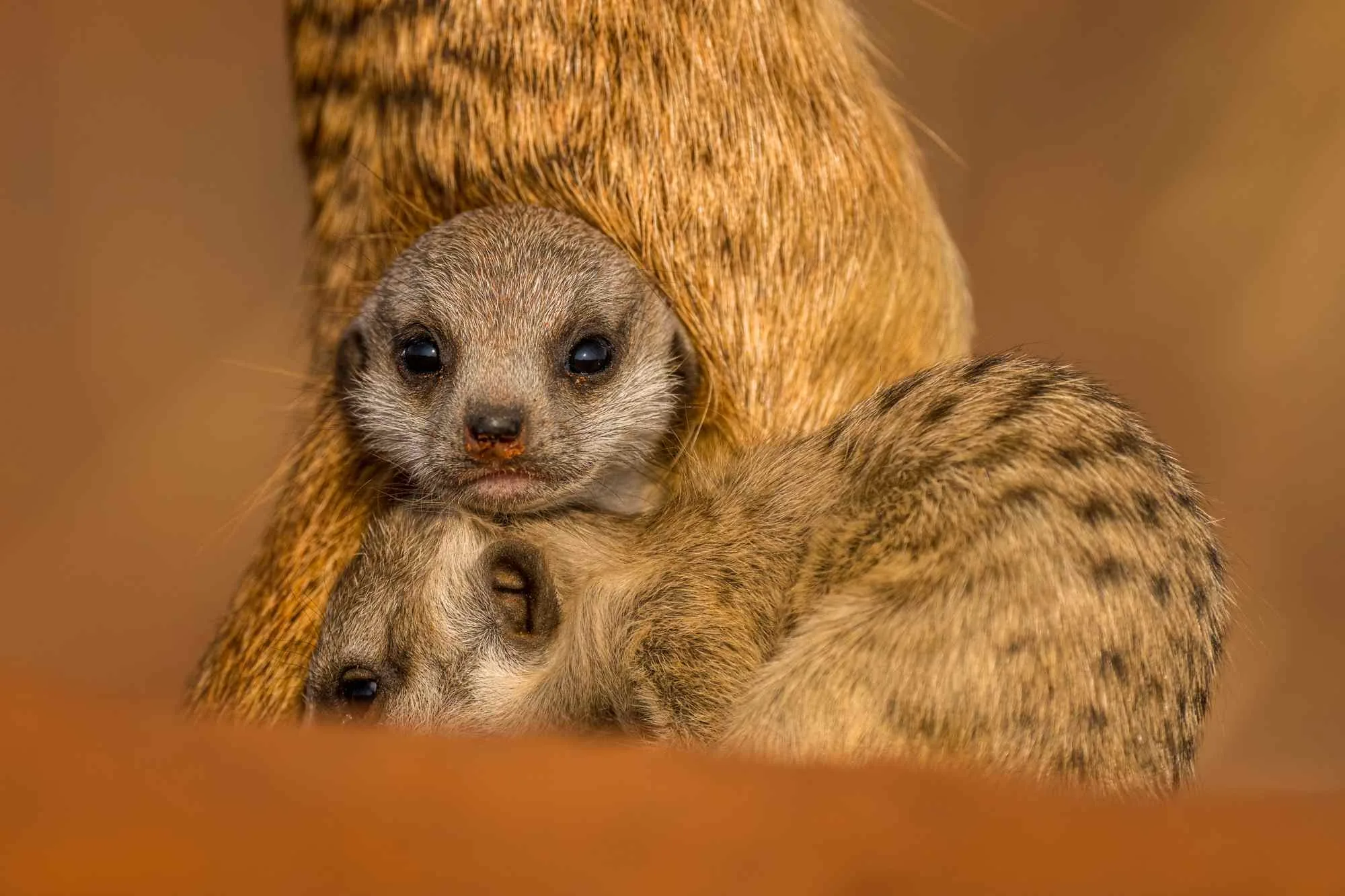 Habituated meerkats at their burrow, Tswalu Kalahari Reserve, Northern Cape