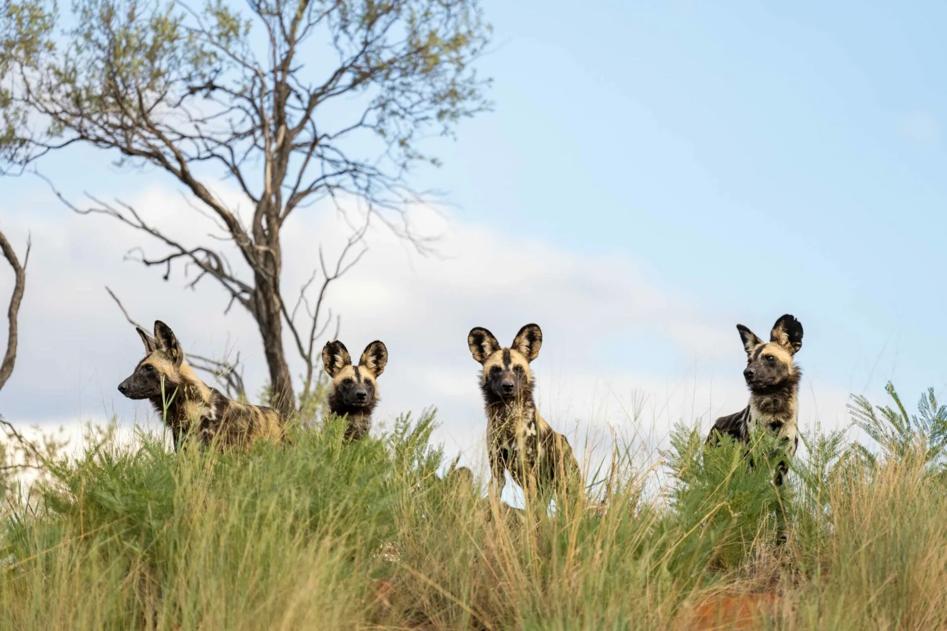 African wild dog pack in Kalahari grassland, Tswalu Kalahari Reserve, Northern Cape