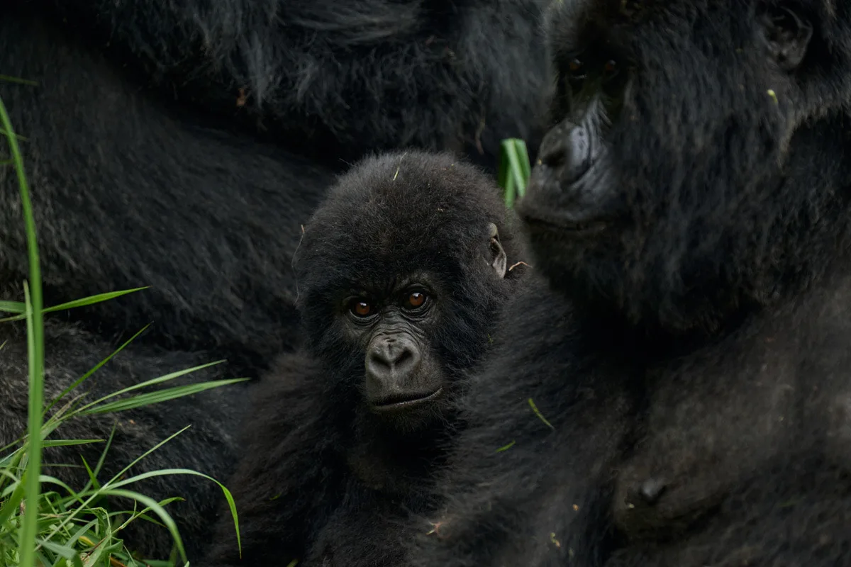 Mountain gorilla infant beside an adult, Bwindi Impenetrable Forest, Uganda