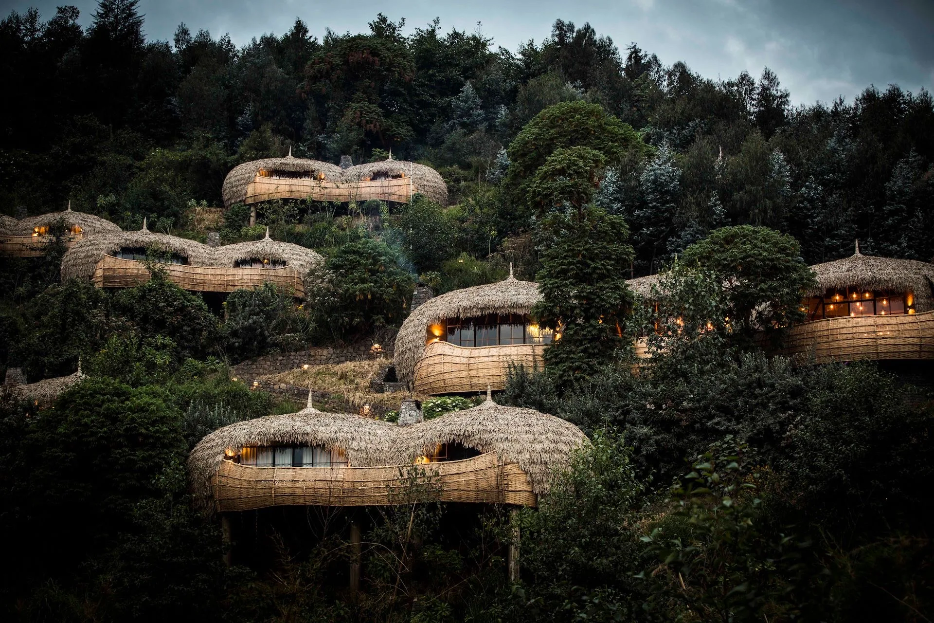 Forest on the slopes of the Virunga volcanoes, Volcanoes National Park, Rwanda