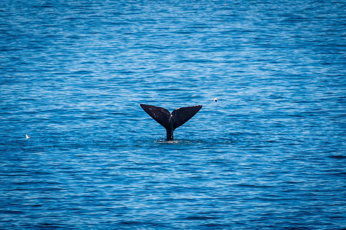 Southern right whale breaching off the cliff path, Hermanus, South Africa