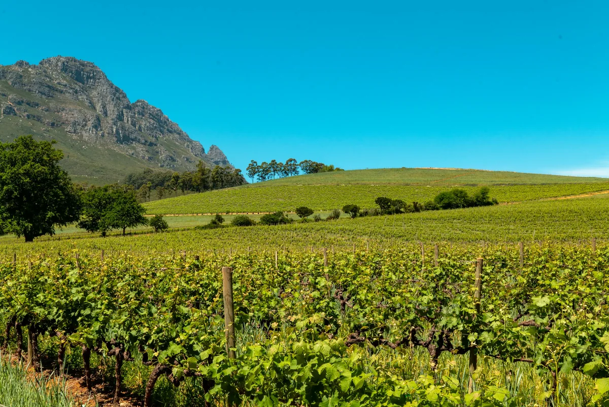 Vineyard rows below the Cape Fold Mountains, Stellenbosch, Cape Winelands