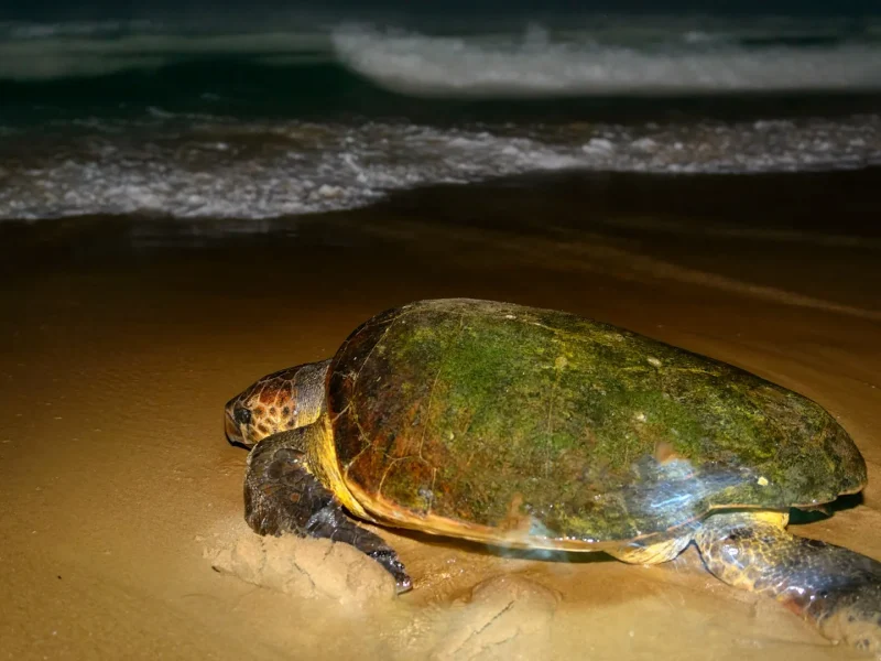 Loggerhead turtle returning to the sea after nesting on the beach, Maputaland coast, KwaZulu-Natal