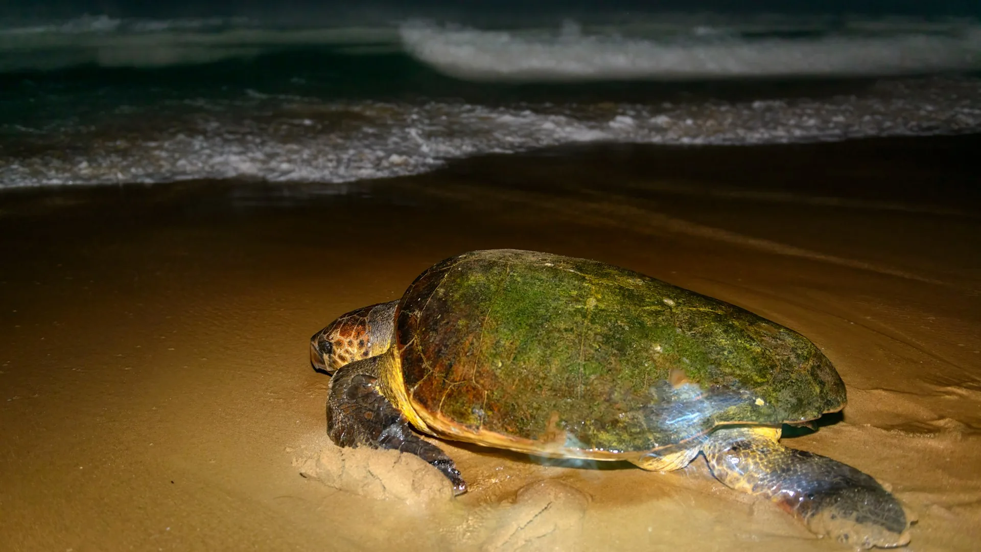 Loggerhead turtle returning to the sea after nesting on the beach, Maputaland coast, KwaZulu-Natal