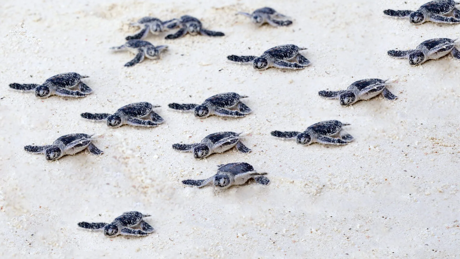 Turtle hatchlings crossing the sand towards the Indian Ocean, Sodwana Bay, KwaZulu-Natal