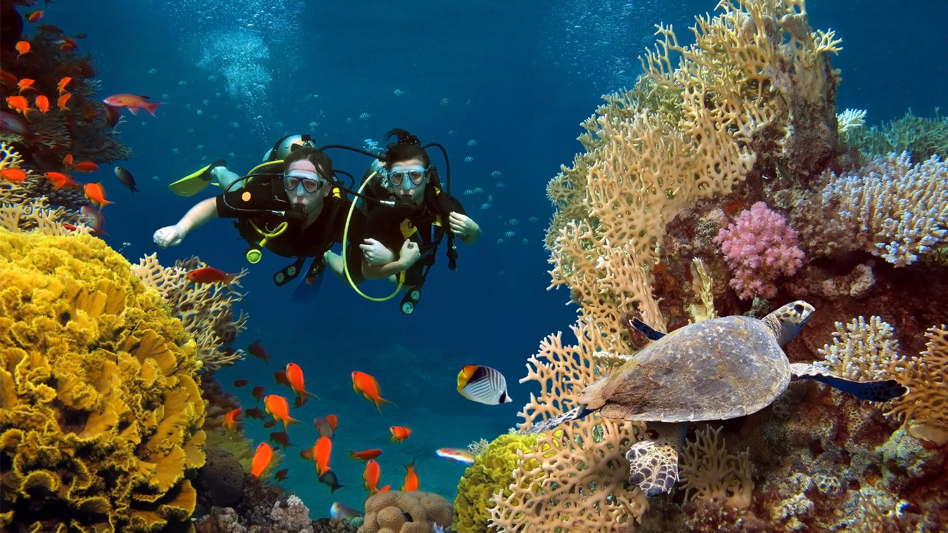 Scuba divers on a coral reef with a turtle, Indian Ocean off the KwaZulu-Natal coast